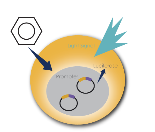 C-Myc Luciferase Assay System