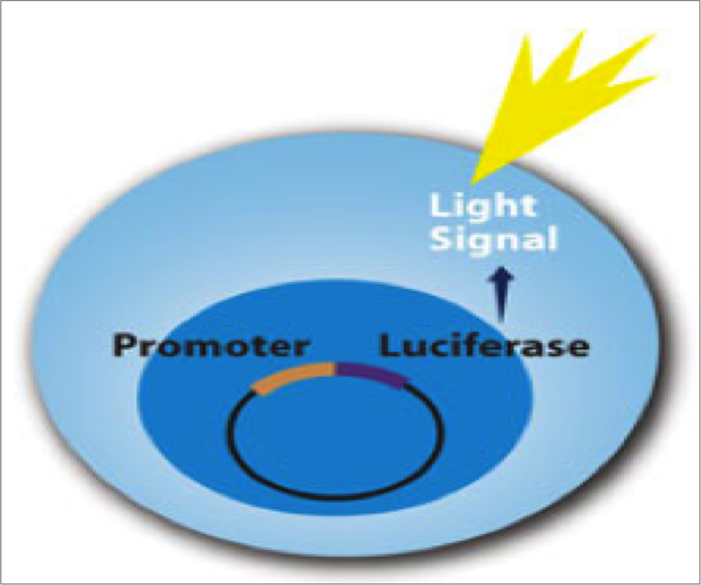 Nrf2 Luciferase Assay System