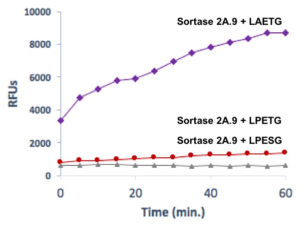 Recombinant Sortase (2A.9) protein specificity for LAETG sequence.