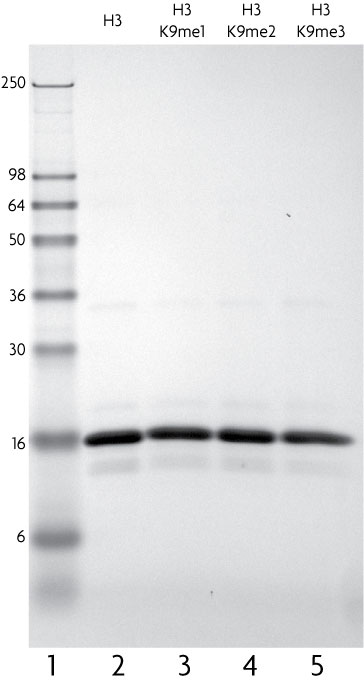 Recombinant Histone H3 trimethyl Lys9 analyzed by SDS-PAGE gel.