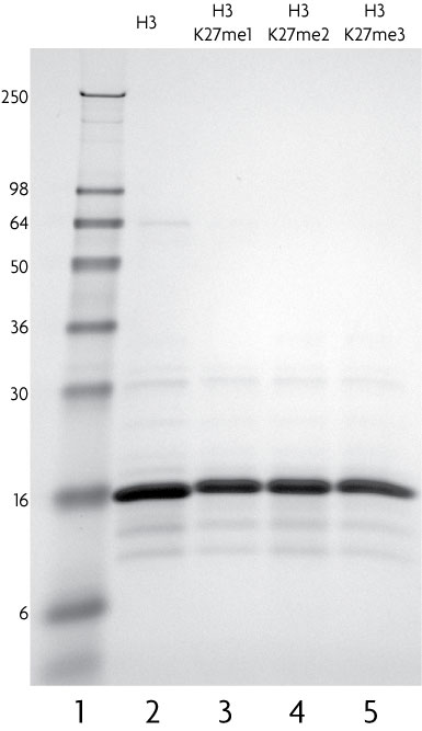 Recombinant Histone H3 monomethyl Lys27  analyzed by SDS-PAGE gel.