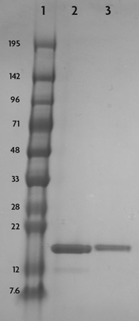 Recombinant Histone H3 acetyl Lys23 analyzed by SDS-PAGE gel.