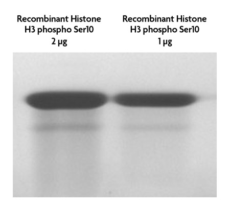 Recombinant Histone H3 phospho Ser10 analyzed by SDS-PAGE gel.