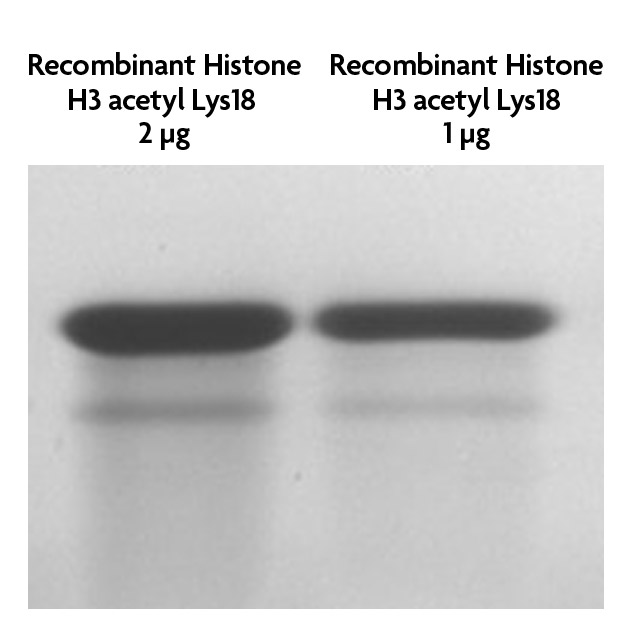 Recombinant Histone H3 acetyl Lys18 analyzed by SDS-PAGE gel.