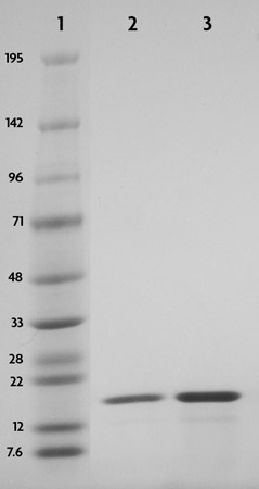 Recombinant Histone H3 phospho Thr3 analyzed by SDS-PAGE gel.