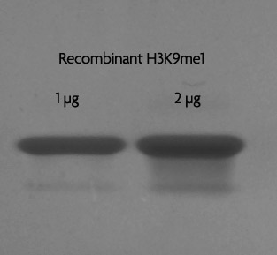 Recombinant Histone H3 monomethyl Lys9 analyzed by SDS-PAGE gel.