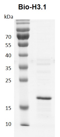 Recombinant Histone H3.1 - biotinylated Coomassie gel