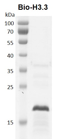 Recombinant Histone H3.3 - biotinylated, protein gel.