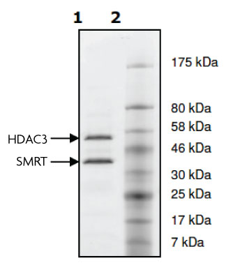 Recombinant HDAC3 complex Coomassie gel