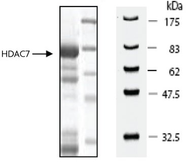 HDAC7 protein Coomassie gel