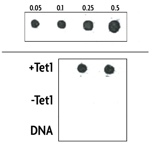 Tet1 activity assay