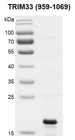 TRIM33 (959-1069) Coomassie gel