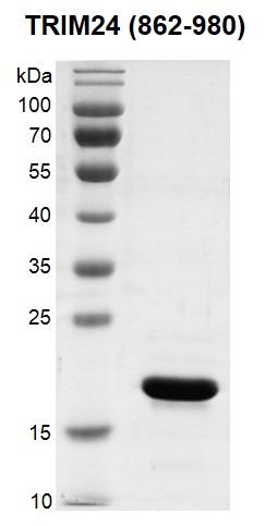 Recombinant TRIM24 (862-980) protein gel.