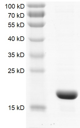 p300 (1041-1161) Coomassie gel