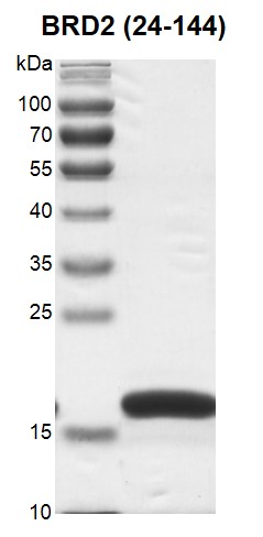 BRD3 (24-144) Coomassie gel