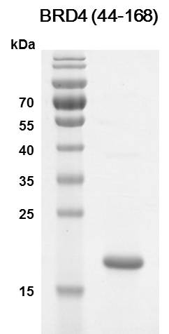 BRD4 (44-168) Coomassie gel
