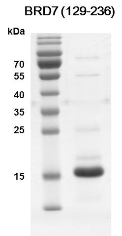 BRD7 (129-236) Coomassie gel