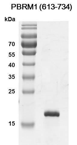 PBRM1 (613-734) Coomassie gel