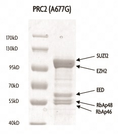 PRC2 EZH2 (A677G) complex Coomassie gel