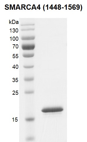 SMARCA4 / BRG1 (1448-1569) Coomassie gel
