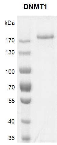 DNMT1 protein Coomassie gel