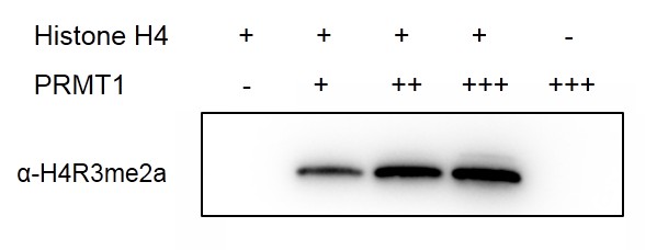 PRMT1 activity assay