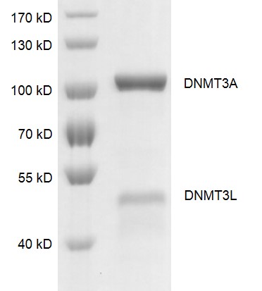 DNMT3A / DNMT3L complex Coomassie gel