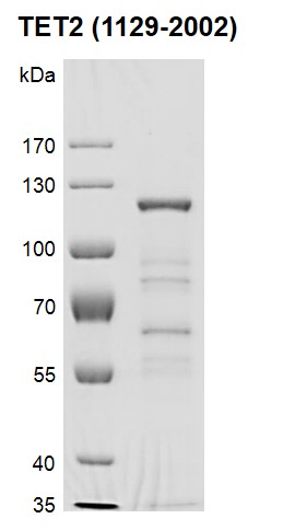 Recombinant TET2 protein gel.