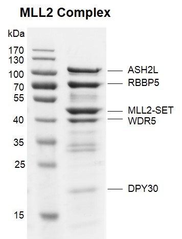 Recombinant KMT2D (MLL2)-SET protein binding assay