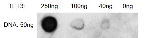 TET3 activity assay