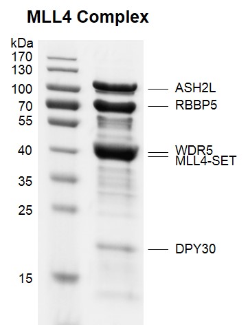 Recombinant KMT2B (MLL4)-SET binding assay