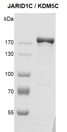 JARID1C / KDM5C Coomassie gel