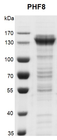 Recombinant PHF8 protein gel.