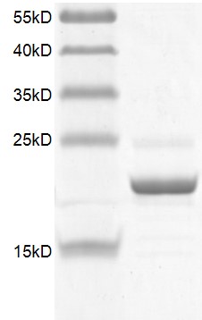 BRD1 (556-688) Coomassie gel