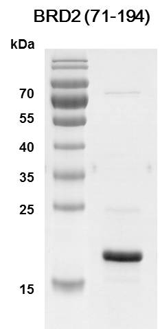 BRD2 (71-194) Coomassie gel