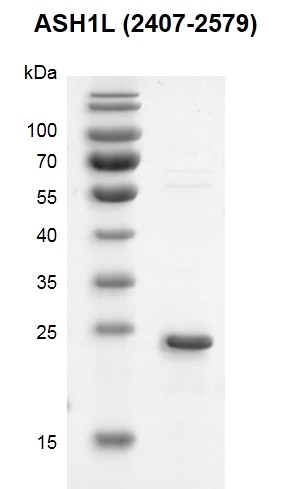 ASH1L (2407-2579) Coomassie gel