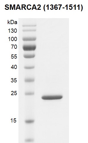 SMARCA2 / BRM (1367-1511) Coomassie gel