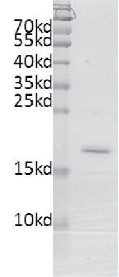 BRDT (21-137) Coomassie gel