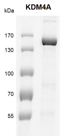 JMJD2A / KDM4A Coomassie gel