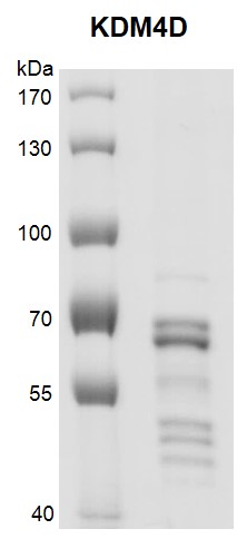 JMJD2D / KDM4D Coomassie gel