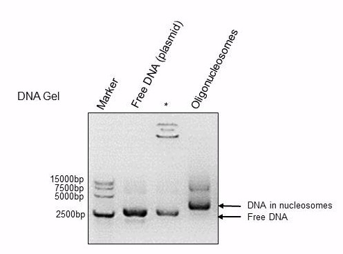 Recombinant Polynucleosomes (H3.3) - DNA Gel-shift assay