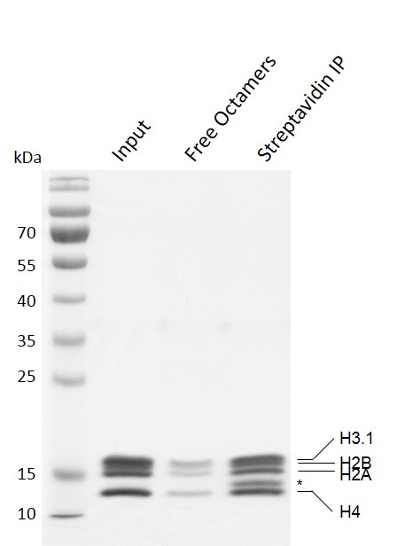 Recombinant Mononucleosomes (H3.1) - biotinylated Coomassie stained gel