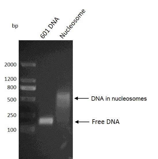 Recombinant Mononucleosomes (H3.1) - biotinylated DNA gel