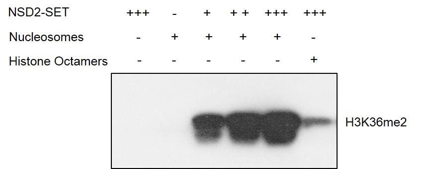 Recombinant Mononucleosomes (H3.1) - biotinylated activity