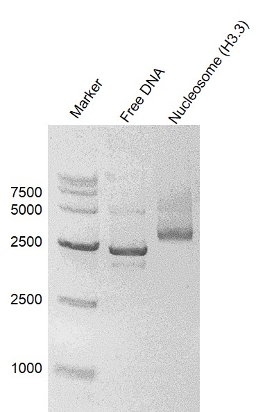 Recombinant Polynucleosomes (H3.3) - DNA Gel-shift assay.