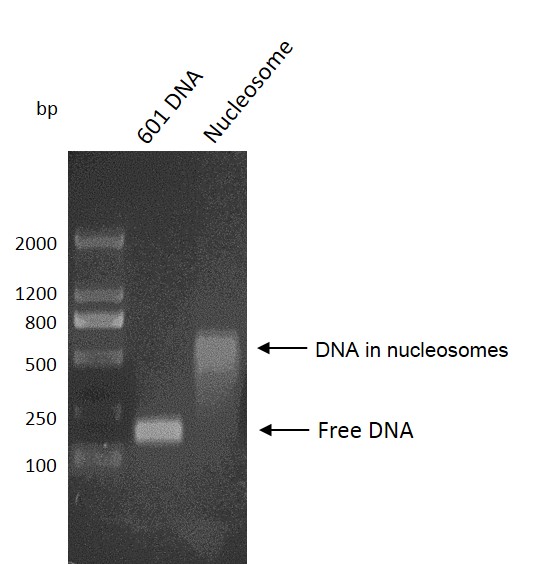 Recombinant Mononucleosomes (H3.3) - biotinylated DNA gel.
