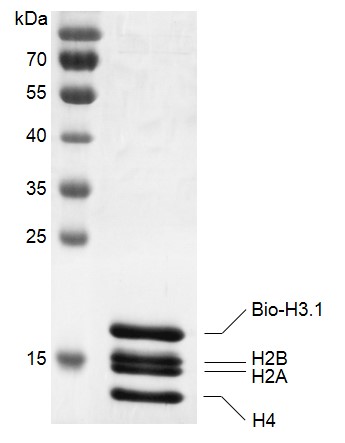 Recombinant Histone Octamer (H3.1) - biotinylated, SDS-PAGE gel.