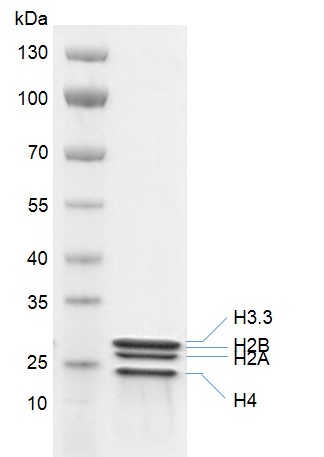Recombinant Histone Octamer (H3.3) Coomassie gel