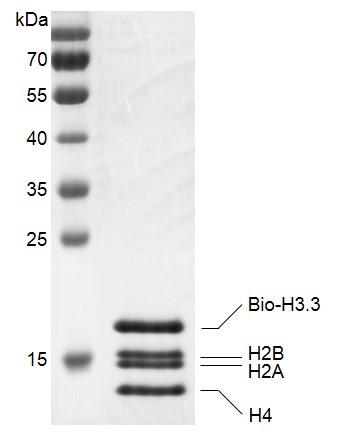 Recombinant Histone Octamer (H3.3) - biotinylated, protein gel.
