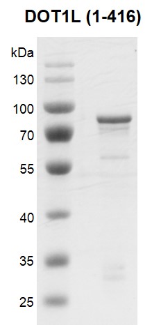 Recombinant DOT1L Coomassie gel